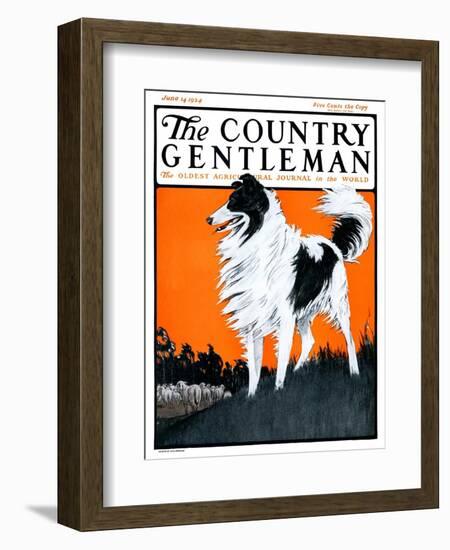 "Sheepdog Oversees Flock," Country Gentleman Cover, June 14, 1924-Paul Bransom-Framed Giclee Print