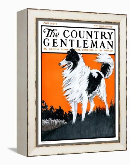 "Sheepdog Oversees Flock," Country Gentleman Cover, June 14, 1924-Paul Bransom-Framed Premier Image Canvas