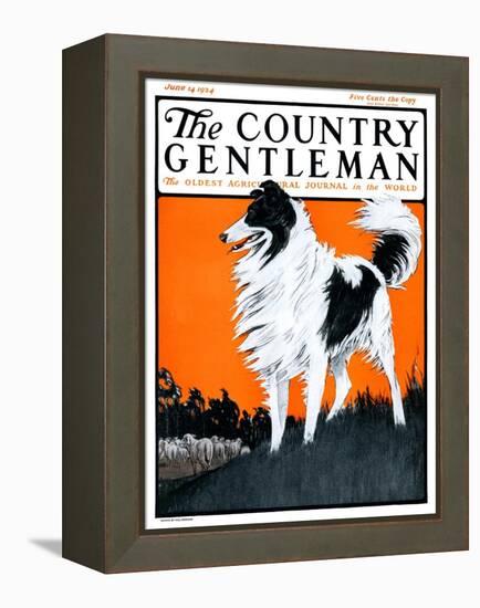 "Sheepdog Oversees Flock," Country Gentleman Cover, June 14, 1924-Paul Bransom-Framed Premier Image Canvas