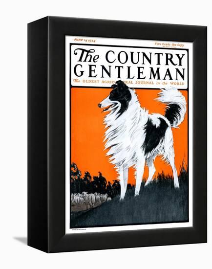 "Sheepdog Oversees Flock," Country Gentleman Cover, June 14, 1924-Paul Bransom-Framed Premier Image Canvas