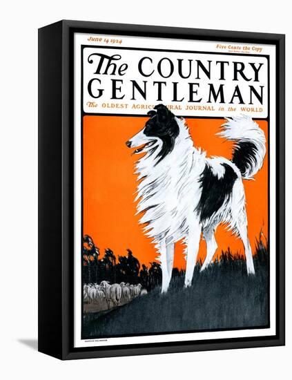 "Sheepdog Oversees Flock," Country Gentleman Cover, June 14, 1924-Paul Bransom-Framed Premier Image Canvas