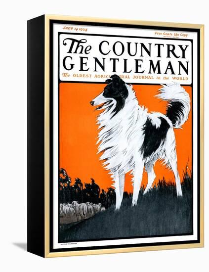 "Sheepdog Oversees Flock," Country Gentleman Cover, June 14, 1924-Paul Bransom-Framed Premier Image Canvas