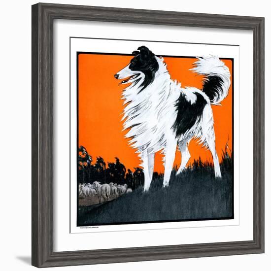 "Sheepdog Oversees Flock,"June 14, 1924-Paul Bransom-Framed Giclee Print