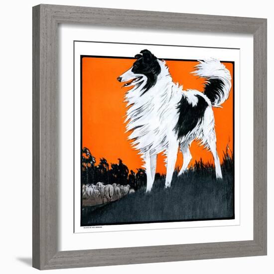 "Sheepdog Oversees Flock,"June 14, 1924-Paul Bransom-Framed Giclee Print