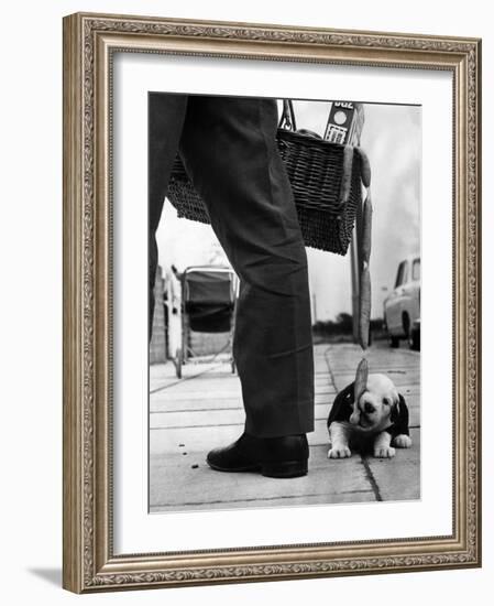 Sheepdog Puppy Stealing a String of Sausages Which are Hanging Down from a Wicker Shopping Basket-null-Framed Photographic Print