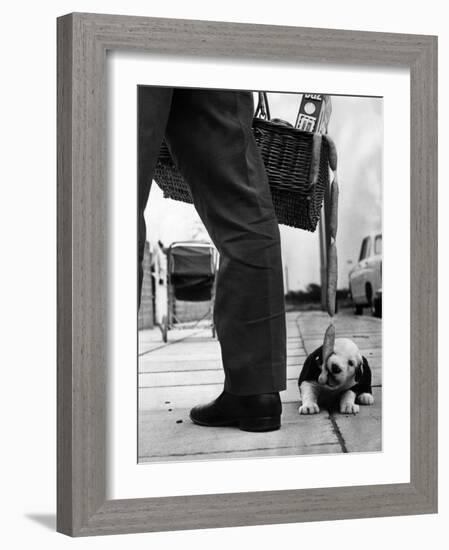 Sheepdog Puppy Stealing a String of Sausages Which are Hanging Down from a Wicker Shopping Basket-null-Framed Photographic Print