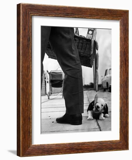 Sheepdog Puppy Stealing a String of Sausages Which are Hanging Down from a Wicker Shopping Basket-null-Framed Photographic Print