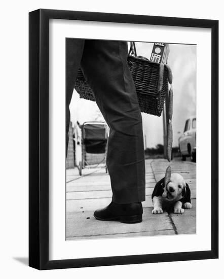 Sheepdog Puppy Stealing a String of Sausages Which are Hanging Down from a Wicker Shopping Basket-null-Framed Photographic Print