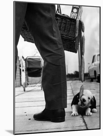 Sheepdog Puppy Stealing a String of Sausages Which are Hanging Down from a Wicker Shopping Basket-null-Mounted Photographic Print