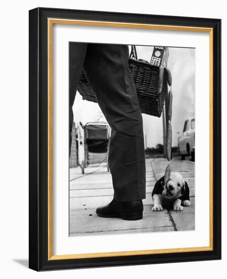 Sheepdog Puppy Stealing a String of Sausages Which are Hanging Down from a Wicker Shopping Basket-null-Framed Photographic Print