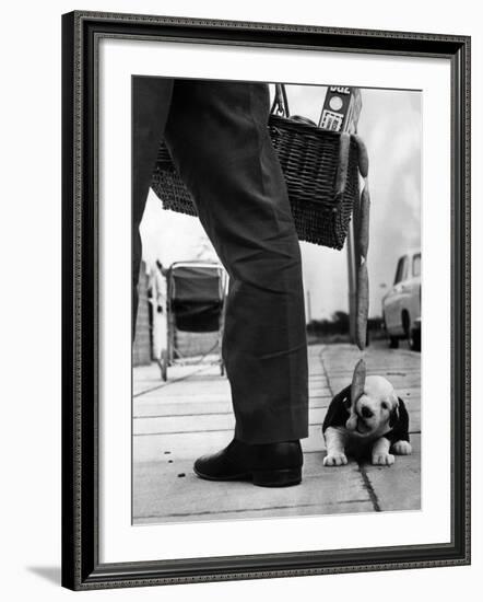 Sheepdog Puppy Stealing a String of Sausages Which are Hanging Down from a Wicker Shopping Basket-null-Framed Photographic Print