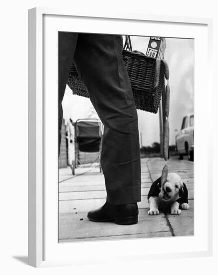 Sheepdog Puppy Stealing a String of Sausages Which are Hanging Down from a Wicker Shopping Basket-null-Framed Photographic Print