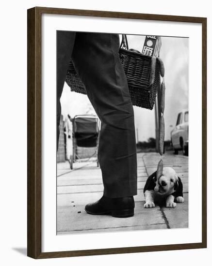 Sheepdog Puppy Stealing a String of Sausages Which are Hanging Down from a Wicker Shopping Basket-null-Framed Photographic Print