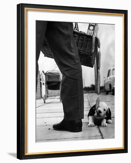 Sheepdog Puppy Stealing a String of Sausages Which are Hanging Down from a Wicker Shopping Basket-null-Framed Photographic Print