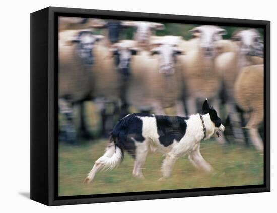 Sheepdog Rounding Up Domestic Sheep Bergueda, Spain, August 2004-Inaki Relanzon-Framed Premier Image Canvas