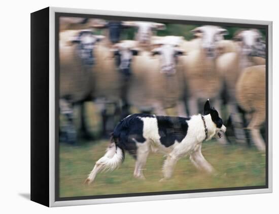 Sheepdog Rounding Up Domestic Sheep Bergueda, Spain, August 2004-Inaki Relanzon-Framed Premier Image Canvas