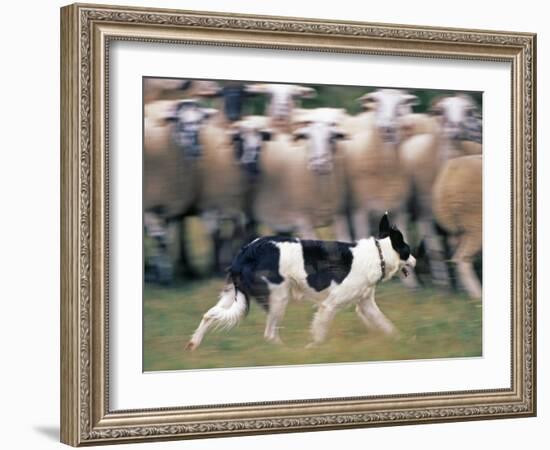 Sheepdog Rounding Up Domestic Sheep Bergueda, Spain, August 2004-Inaki Relanzon-Framed Photographic Print