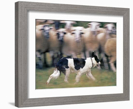 Sheepdog Rounding Up Domestic Sheep Bergueda, Spain, August 2004-Inaki Relanzon-Framed Photographic Print