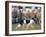 Sheepdog Rounding Up Domestic Sheep Bergueda, Spain, August 2004-Inaki Relanzon-Framed Photographic Print