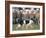 Sheepdog Rounding Up Domestic Sheep Bergueda, Spain, August 2004-Inaki Relanzon-Framed Photographic Print