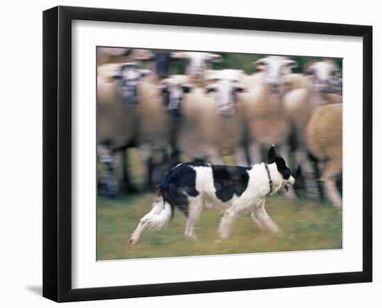 Sheepdog Rounding Up Domestic Sheep Bergueda, Spain, August 2004-Inaki Relanzon-Framed Photographic Print