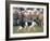 Sheepdog Rounding Up Domestic Sheep Bergueda, Spain, August 2004-Inaki Relanzon-Framed Photographic Print