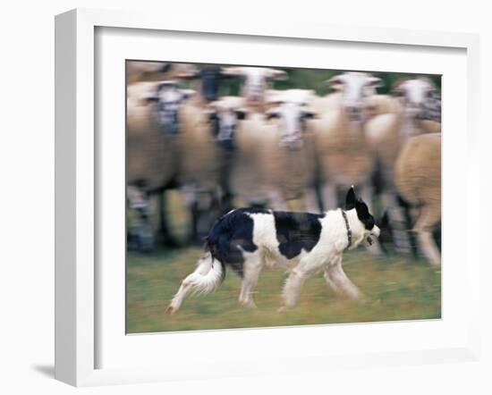 Sheepdog Rounding Up Domestic Sheep Bergueda, Spain, August 2004-Inaki Relanzon-Framed Photographic Print