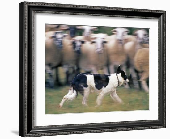 Sheepdog Rounding Up Domestic Sheep Bergueda, Spain, August 2004-Inaki Relanzon-Framed Photographic Print