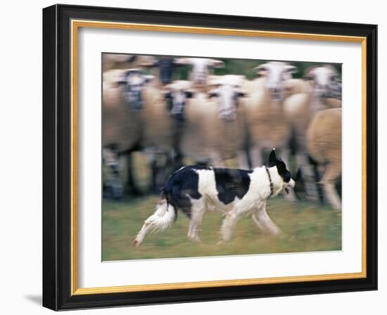 Sheepdog Rounding Up Domestic Sheep Bergueda, Spain, August 2004-Inaki Relanzon-Framed Photographic Print