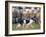 Sheepdog Rounding Up Domestic Sheep Bergueda, Spain, August 2004-Inaki Relanzon-Framed Photographic Print