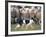 Sheepdog Rounding Up Domestic Sheep Bergueda, Spain, August 2004-Inaki Relanzon-Framed Photographic Print