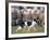Sheepdog Rounding Up Domestic Sheep Bergueda, Spain, August 2004-Inaki Relanzon-Framed Photographic Print