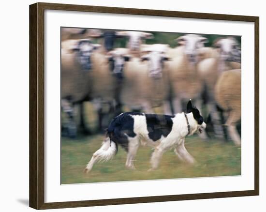 Sheepdog Rounding Up Domestic Sheep Bergueda, Spain, August 2004-Inaki Relanzon-Framed Photographic Print