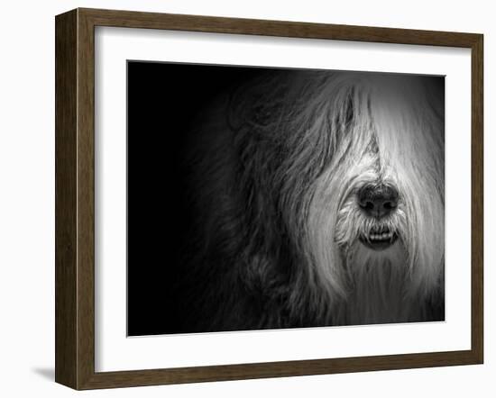 Sheepdog-Lori Hutchison-Framed Photographic Print