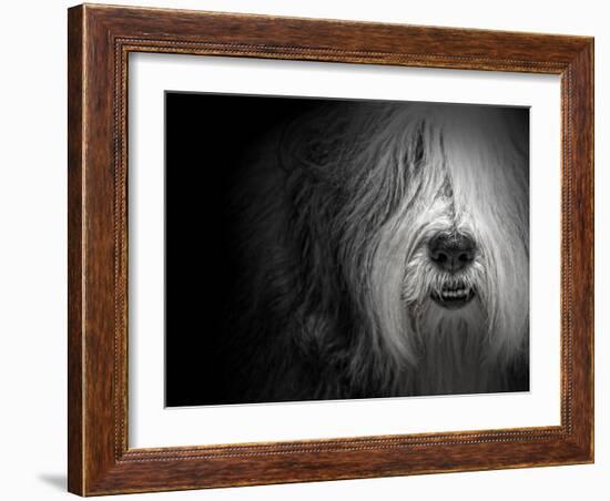 Sheepdog-Lori Hutchison-Framed Photographic Print