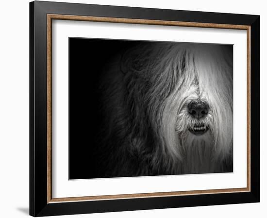 Sheepdog-Lori Hutchison-Framed Photographic Print