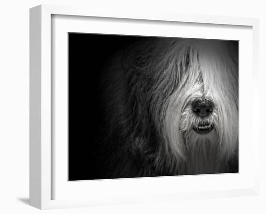 Sheepdog-Lori Hutchison-Framed Photographic Print