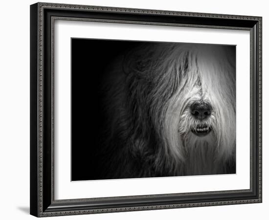 Sheepdog-Lori Hutchison-Framed Photographic Print