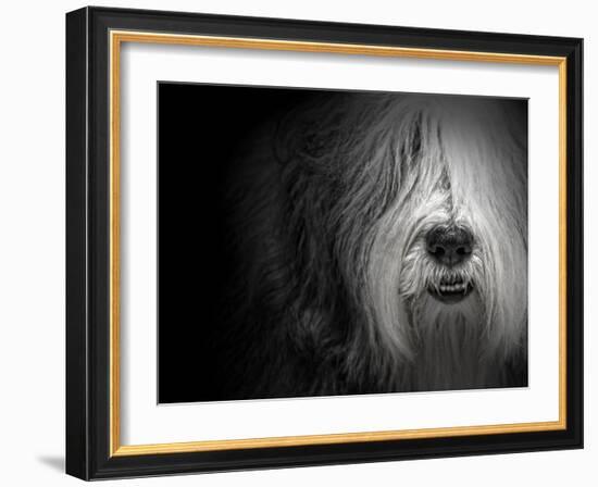 Sheepdog-Lori Hutchison-Framed Photographic Print