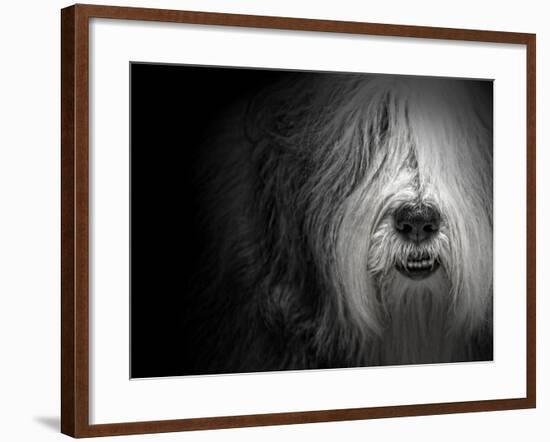 Sheepdog-Lori Hutchison-Framed Photographic Print