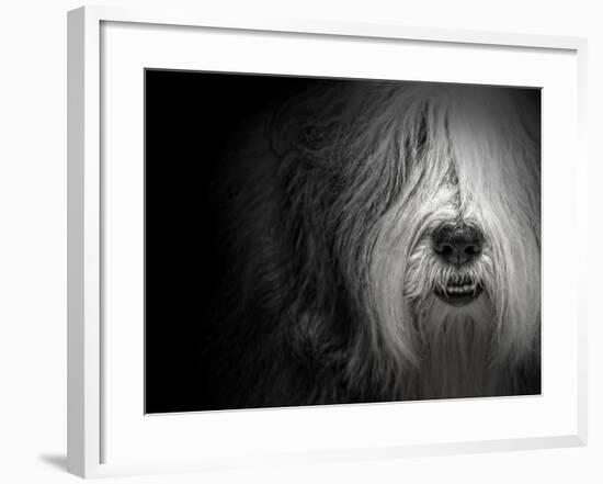 Sheepdog-Lori Hutchison-Framed Photographic Print