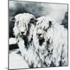 Sheepish-Sydney Edmunds-Mounted Giclee Print