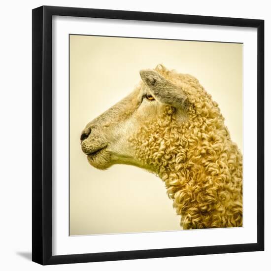 Sheeps Head-Mark Gemmell-Framed Premium Photographic Print