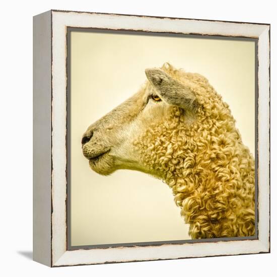 Sheeps Head-Mark Gemmell-Framed Premier Image Canvas