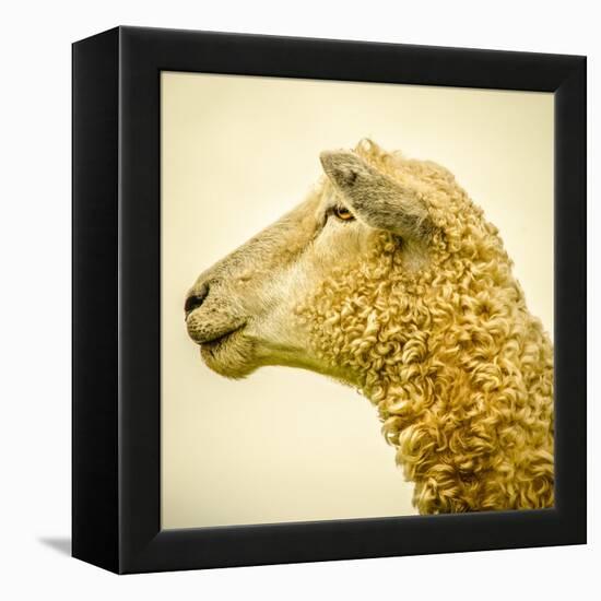 Sheeps Head-Mark Gemmell-Framed Premier Image Canvas