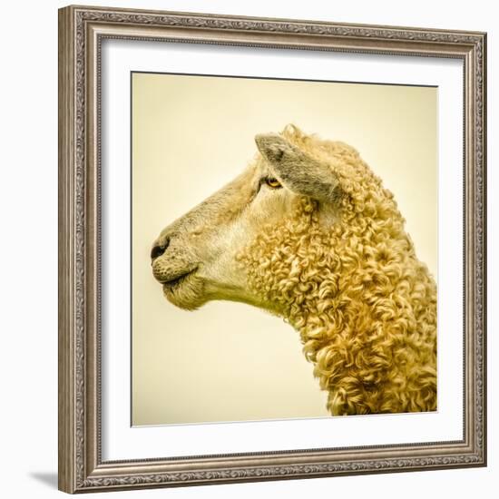 Sheeps Head-Mark Gemmell-Framed Photographic Print