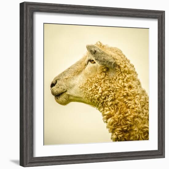 Sheeps Head-Mark Gemmell-Framed Photographic Print