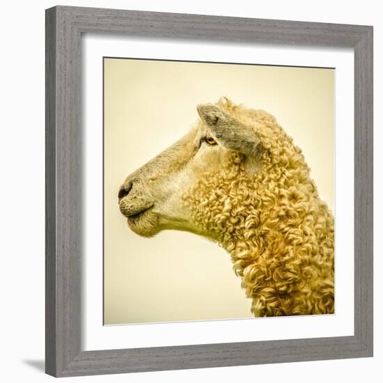 Sheeps Head-Mark Gemmell-Framed Photographic Print