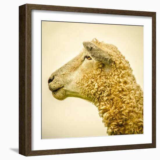 Sheeps Head-Mark Gemmell-Framed Photographic Print