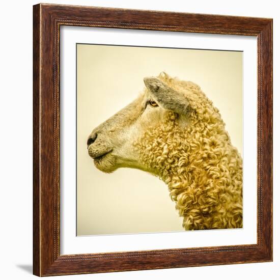 Sheeps Head-Mark Gemmell-Framed Photographic Print